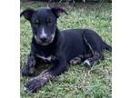 Adopt Radar a German Shepherd Dog / Hound (Unknown Type) dog in Jemison