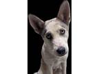 Adopt Uncaged Paws - Annie Oakley a Gray/Silver/Salt & Pepper - with White Husky