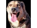 Adopt Uncaged Paws - Pearl Heart a Black - with Tan, Yellow or Fawn Husky /