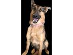 Adopt Uncaged Paws - Beth Dutton a Black - with Brown, Red, Golden