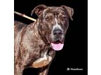 Adopt Uncaged Paws - Thorny Rose a Brindle - with White Mixed Breed (Medium) /