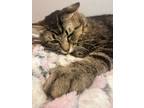Adopt Maximus Prime a Domestic Longhair / Mixed cat in Wheaton, IL (38473378)