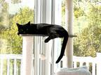 Adopt Valentina Miller a All Black Domestic Shorthair (short coat) cat in