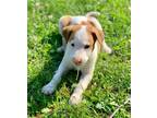 Adopt Toshi a White - with Tan, Yellow or Fawn Labrador Retriever / Husky dog in