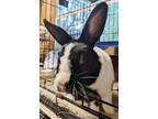 Adopt Colette a Black Dutch / Mixed (short coat) rabbit in Williston