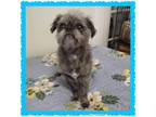 Adopt Ragnar (Huechert) a Gray/Blue/Silver/Salt & Pepper Brussels Griffon /