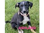 Adopt Ashland a Tricolor (Tan/Brown & Black & White) Australian Shepherd /