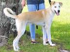 Adopt Primo a Tan/Yellow/Fawn - with White Anatolian Shepherd / Labrador