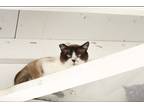 Adopt Bugatti a Brown or Chocolate Snowshoe (short coat) cat in Mira Loma