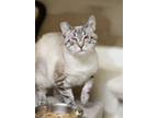 Adopt Serenity a Cream or Ivory (Mostly) Siamese (short coat) cat in Mira Loma