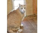 Adopt Sofia a Orange or Red Tabby Domestic Shorthair (short coat) cat in Mira