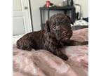 Poodle (Toy) Puppy for sale in Auburn, MA, USA