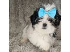 Maltese Puppy for sale in Marion, SC, USA