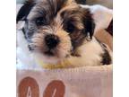 Havanese Puppy for sale in Mayfield, KY, USA