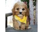 Cavapoo Puppy for sale in Ruston, LA, USA