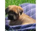 Pug Puppy for sale in Bluford, IL, USA