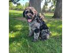Aussiedoodle Puppy for sale in Yorkville, IL, USA