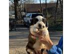 Saint Bernard Puppy for sale in Atkinson, NE, USA