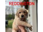 Reddington (Red)