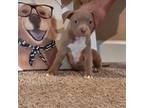 Mutt Puppy for sale in Saint Augustine, FL, USA
