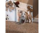 Mutt Puppy for sale in Saint Augustine, FL, USA