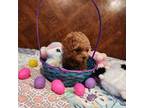 Poodle (Toy) Puppy for sale in Tupelo, MS, USA