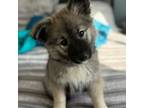 Mutt Puppy for sale in Anchorage, AK, USA