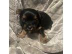 Pomeranian Puppy for sale in Joplin, MO, USA