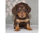 Dachshund Puppy for sale in Richland, MO, USA