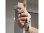 Chihuahua Puppy for sale in Live Oak, FL, USA