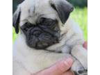 Pug Puppy for sale in Bluford, IL, USA