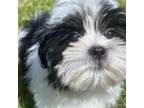 Shih Tzu Puppy for sale in Clementon, NJ, USA