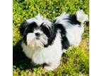 Shih Tzu Puppy for sale in Clementon, NJ, USA