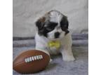 Zuchon Puppy for sale in Bristol, IN, USA