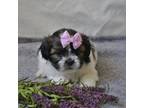 Zuchon Puppy for sale in Bristol, IN, USA