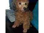 Poodle (Toy) Puppy for sale in Bacliff, TX, USA