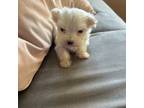 Maltese Puppy for sale in Brentwood, TN, USA