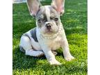 French Bulldog Puppy for sale in Goodyear, AZ, USA