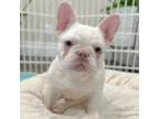 French Bulldog Puppy for sale in Kansas City, MO, USA