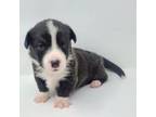 Cardigan Welsh Corgi Puppy for sale in Odon, IN, USA
