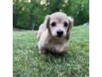 Dachshund Puppy for sale in Canton, GA, USA