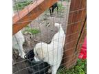 Great Pyrenees