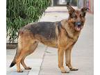 Fiona von Fitzen German Shepherd Dog Young Female