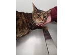 Cheeto 2 Domestic Shorthair Adult Female