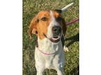 Daisy Treeing Walker Coonhound Adult Female