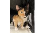 Paprika Domestic Shorthair Young Female