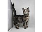 Idaho Domestic Shorthair Kitten Male