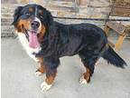 ZELDA Bernese Mountain Dog Young Female