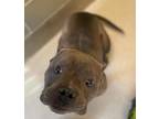 Beowulf American Pit Bull Terrier Adult Male