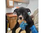 Link American Pit Bull Terrier Puppy Male